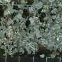 Hedera helix 'White Ripple' (kant en klaar haag)